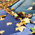 Car,With,Autumn,Foliage,On,Windscreen.